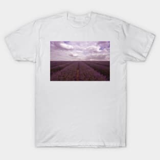 Lavender Field T-Shirt